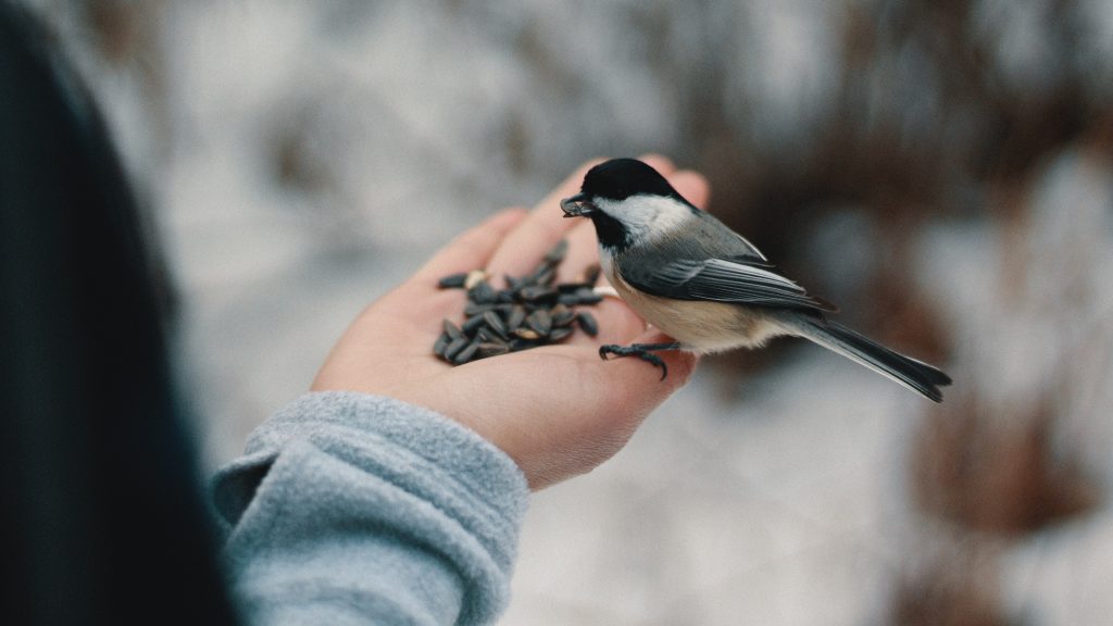 COMMENT AMÉNAGER SON JARDIN POUR LA FAUNE SAUVAGE Donner de la nourriture aux oiseaux dans votre jardin