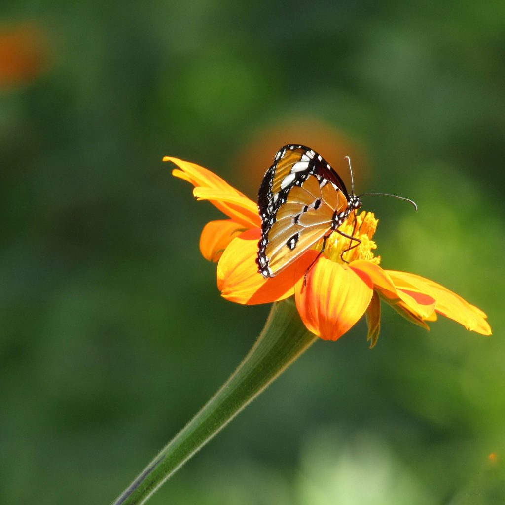 POUR AMÉNAGER SON JARDIN POUR LA FAUNE SAUVAGE  Fournir de la nourriture aux pollinisateurs dans votre jardin