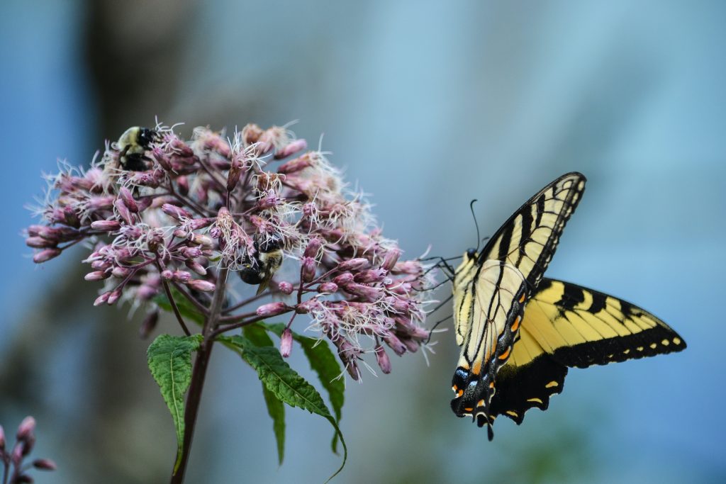 POUR AMÉNAGER SON JARDIN POUR LA FAUNE SAUVAGE  Fournir de la nourriture aux pollinisateurs dans votre jardin