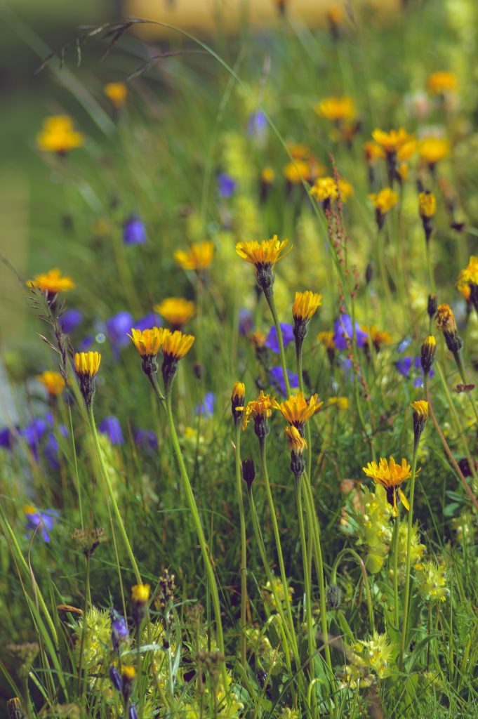 POUR AMÉNAGER SON JARDIN POUR LA FAUNE SAUVAGE  Maintenir des prairies fleuries