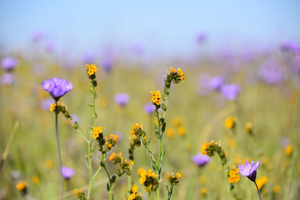 POUR AMÉNAGER SON JARDIN POUR LA FAUNE SAUVAGE  Maintenir des prairies fleuries