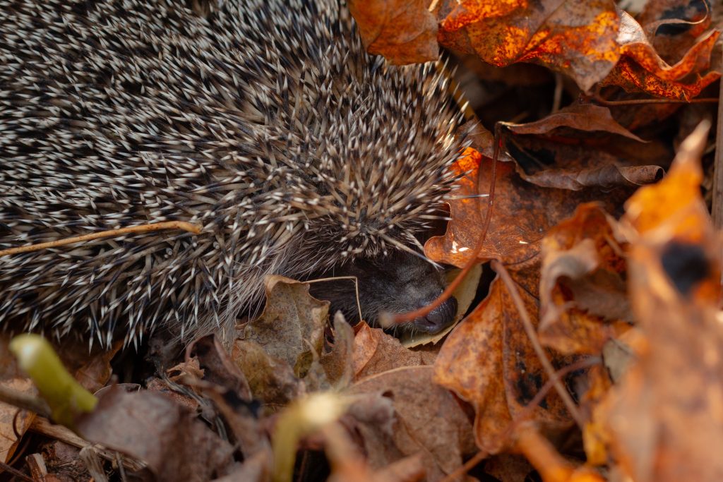 COMMENT AMÉNAGER SON JARDIN POUR LA FAUNE SAUVAGE Offrir un abri aux hérissons  