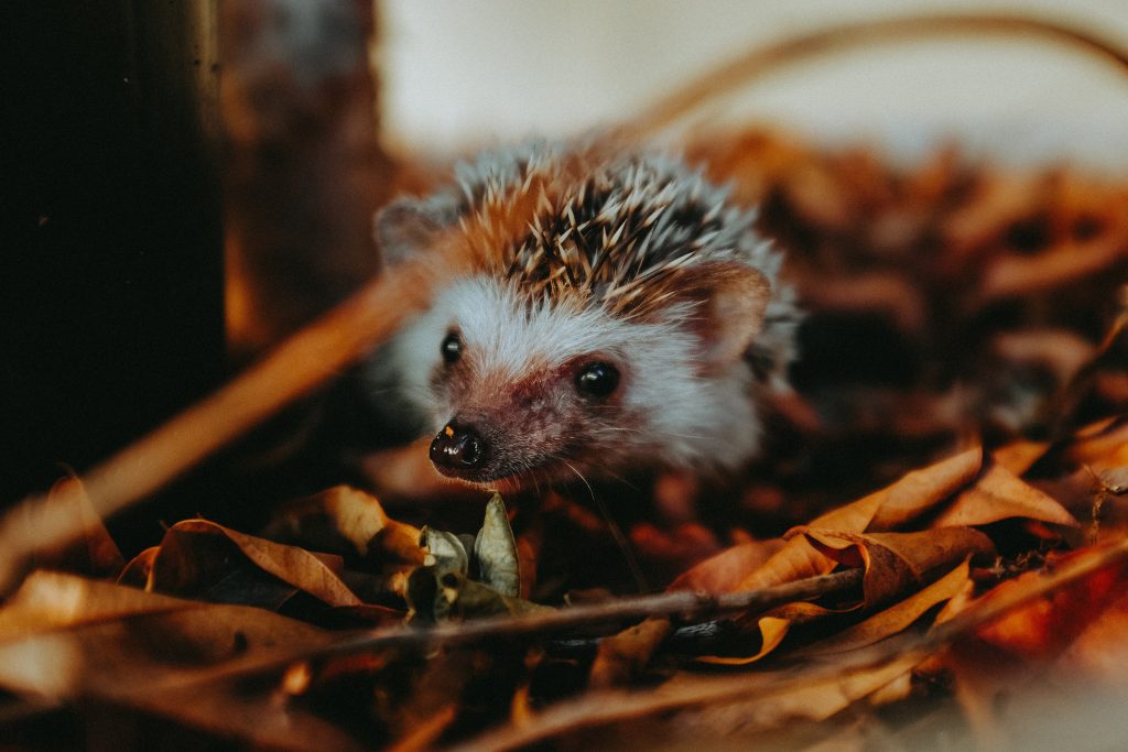 COMMENT AMÉNAGER SON JARDIN POUR LA FAUNE SAUVAGE Offrir un abri aux hérissons  