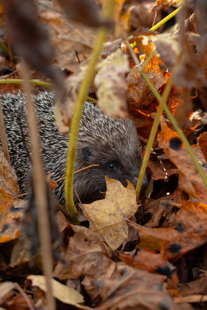 COMMENT AMÉNAGER SON JARDIN POUR LA FAUNE SAUVAGE Offrir un abri aux hérissons  