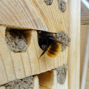 Paul Betts, l'osmicultureur qui protège les abeilles sauvages