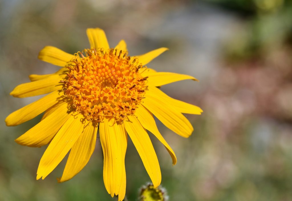 arnica-une-plante-utile-pour-les-premiers-secours-ecchymoses-les-foulures-et-les-entorses2