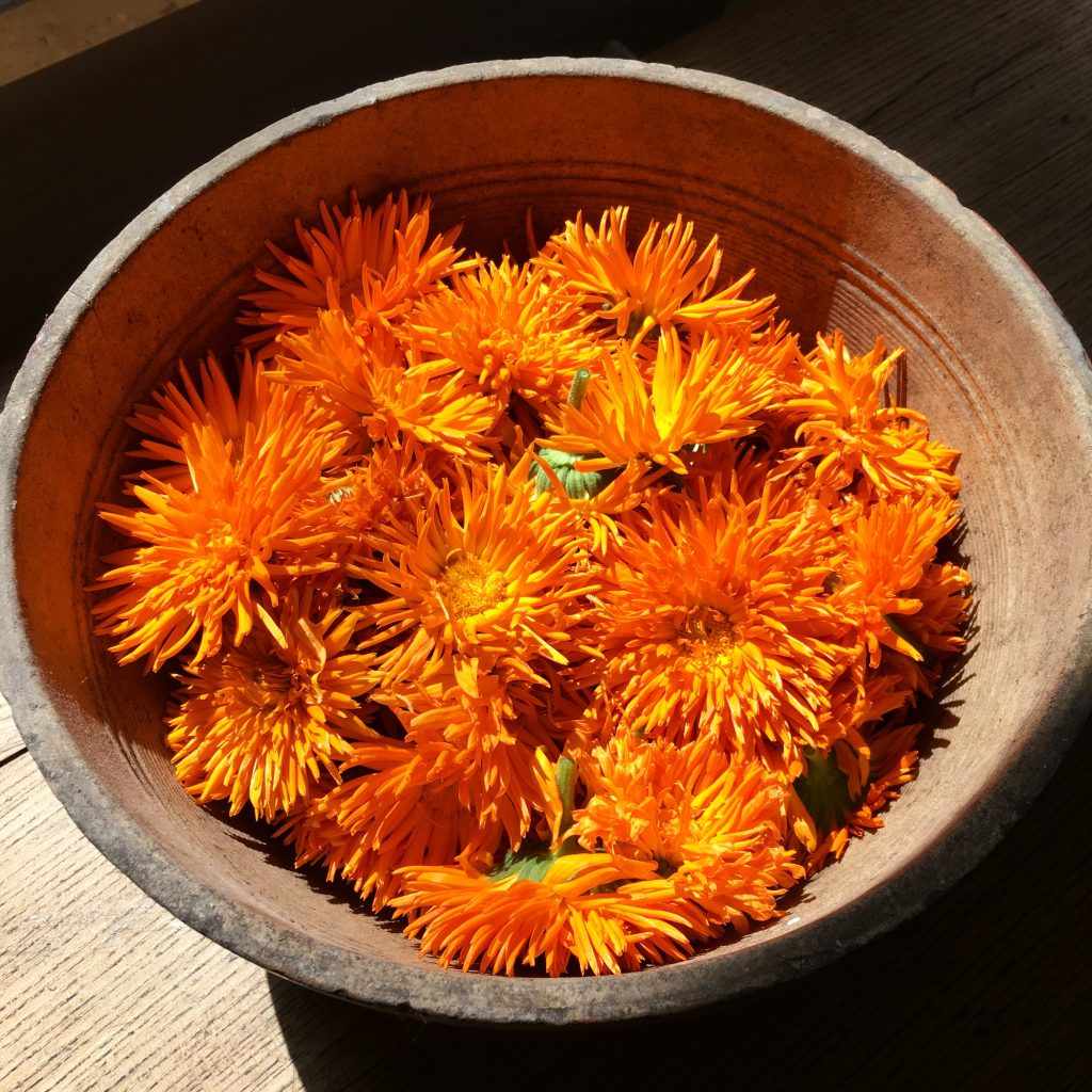 le-calendula-une-plante-merveilleuse-mutliples-proprietes-medicinales-2