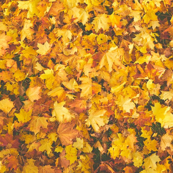 comment-utiliser-les-feuilles-mortes-au-jardin-2
