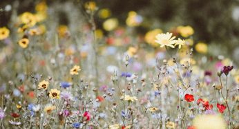 Cultiver des fleurs sauvages pour les pollinisateurs