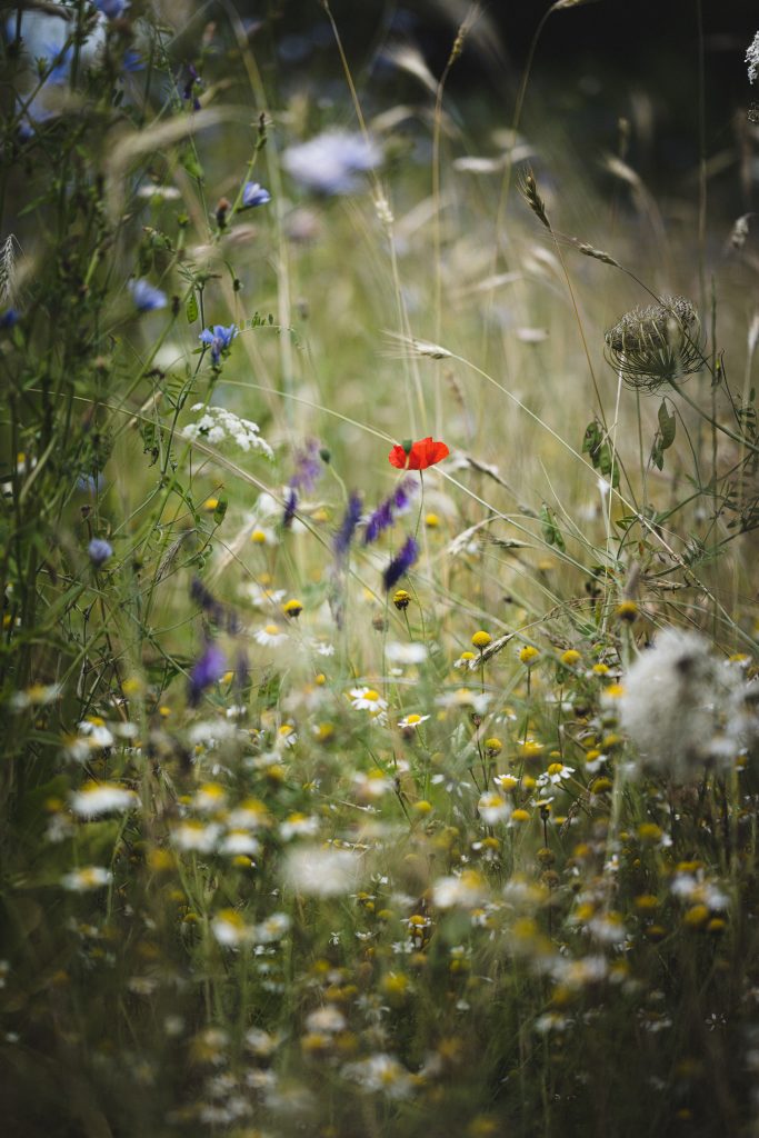 Planter des fleurs sauvages pour sauver les pollinisateurs