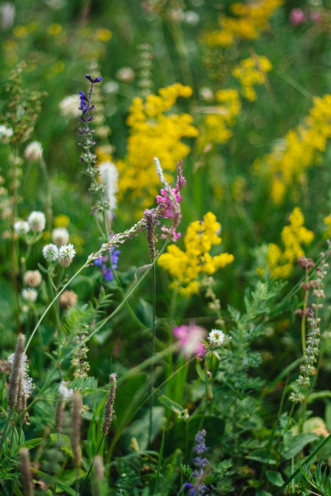 Insectes pollinisateurs : quelles fleurs planter pour les attirer