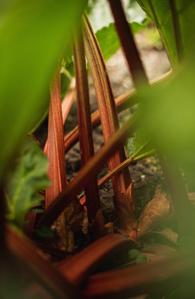 rhubarbe : comment la planter et récolter au potager