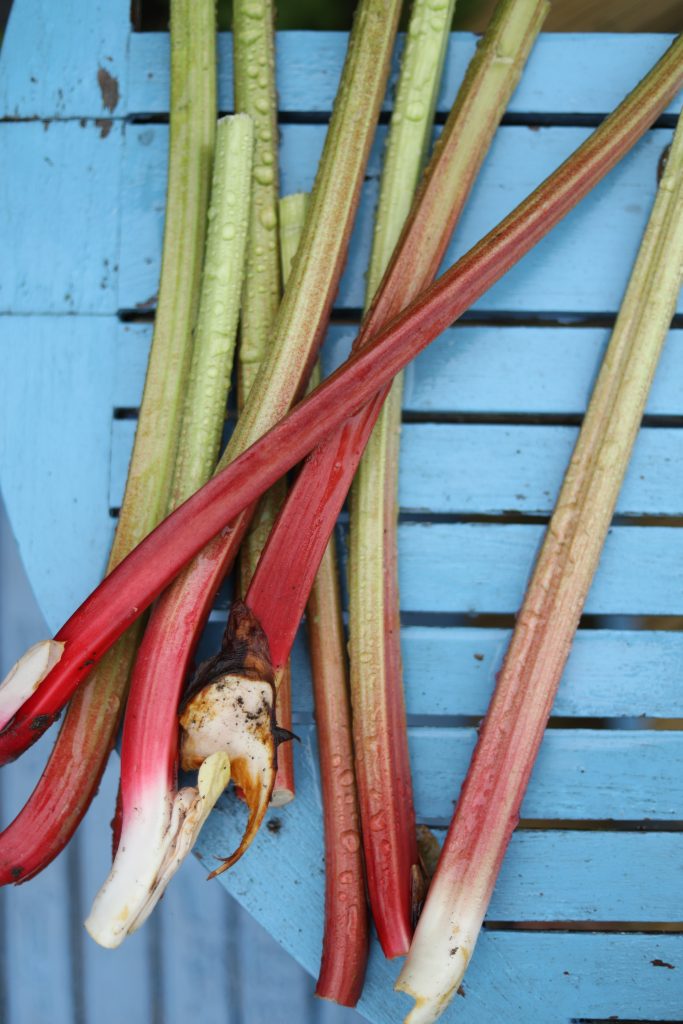 rhubarbe : comment la planter et récolter au potager 