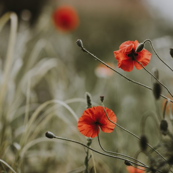 favoriser-la-biodiversite-dans-votre-jardin
