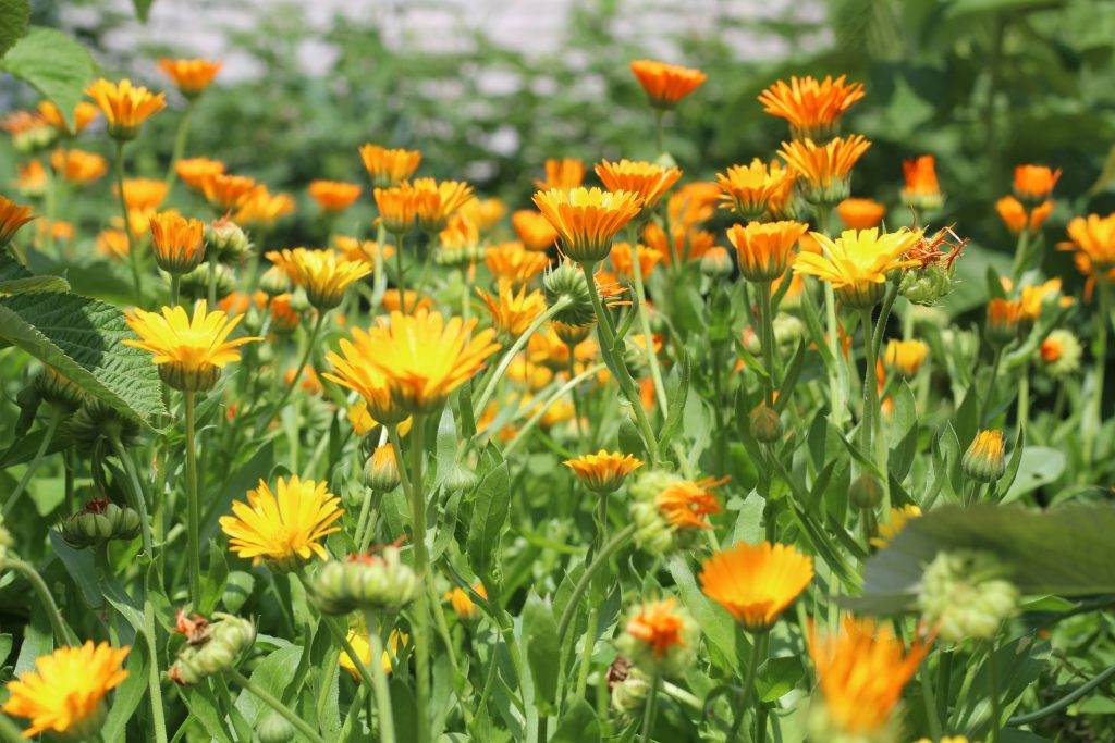 le-calendula-une-plante-merveilleuse-mutliples-proprietes-medicinales-2