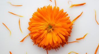 Le calendula : une plante merveilleuse pour la peau, les cheveux et les ongles