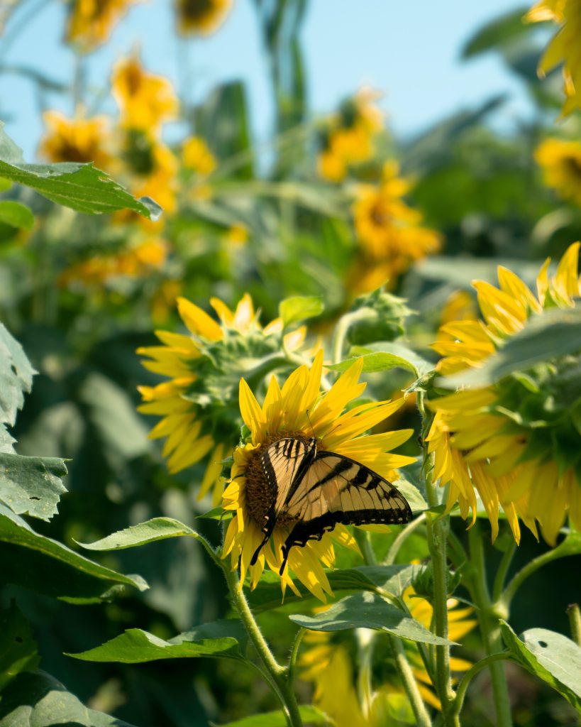 POUR AMÉNAGER SON JARDIN POUR LA FAUNE SAUVAGE  Installez des  plantes favorables aux pollinisateurs