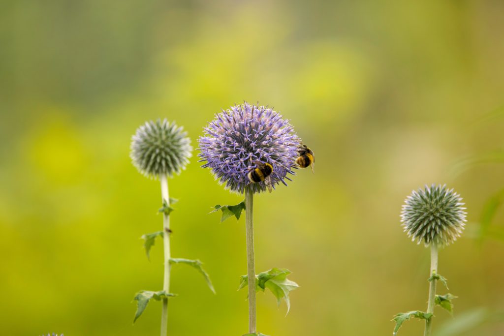 POUR AMÉNAGER SON JARDIN POUR LA FAUNE SAUVAGE  Installez des  plantes favorables aux pollinisateurs