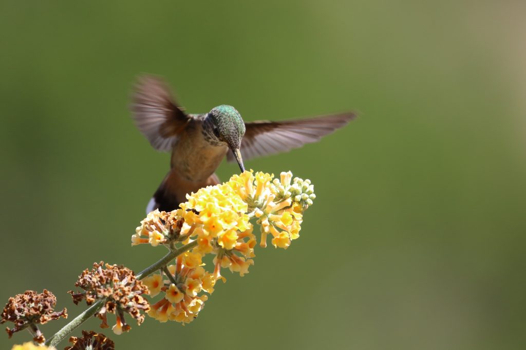 POUR AMÉNAGER SON JARDIN POUR LA FAUNE SAUVAGE  Installez des  plantes favorables aux pollinisateurs