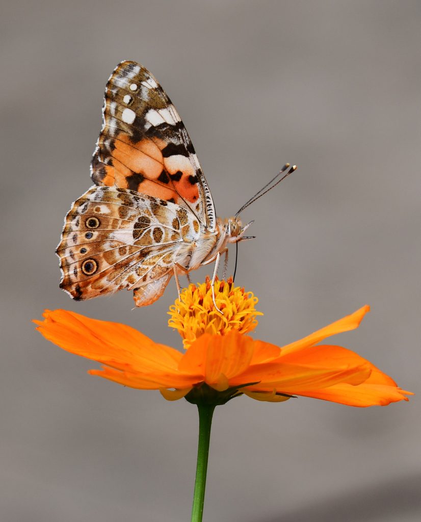 Les papillons sont aussi en voie de disparition. 