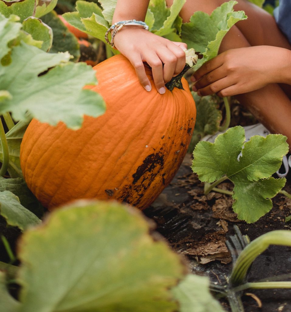 Récolte, séchage et conservation des courges d'hiver