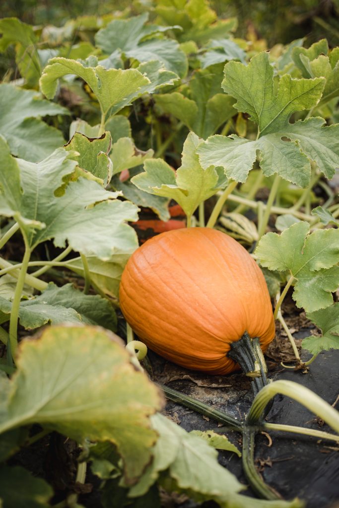Comment récolter et conserver les courges ?