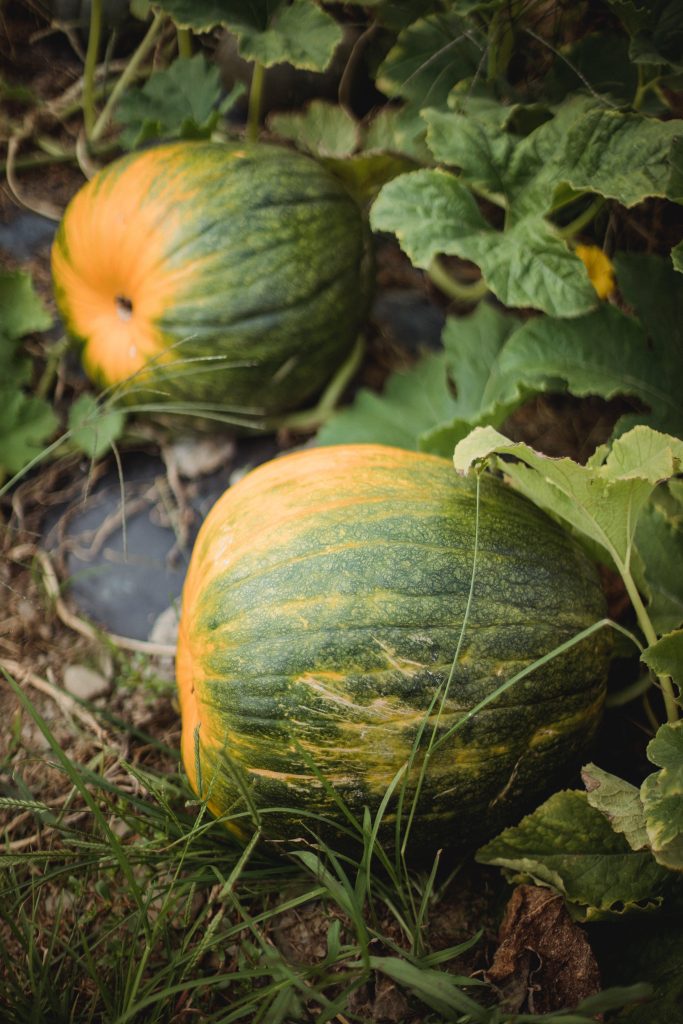Récolte et conservation des courges -