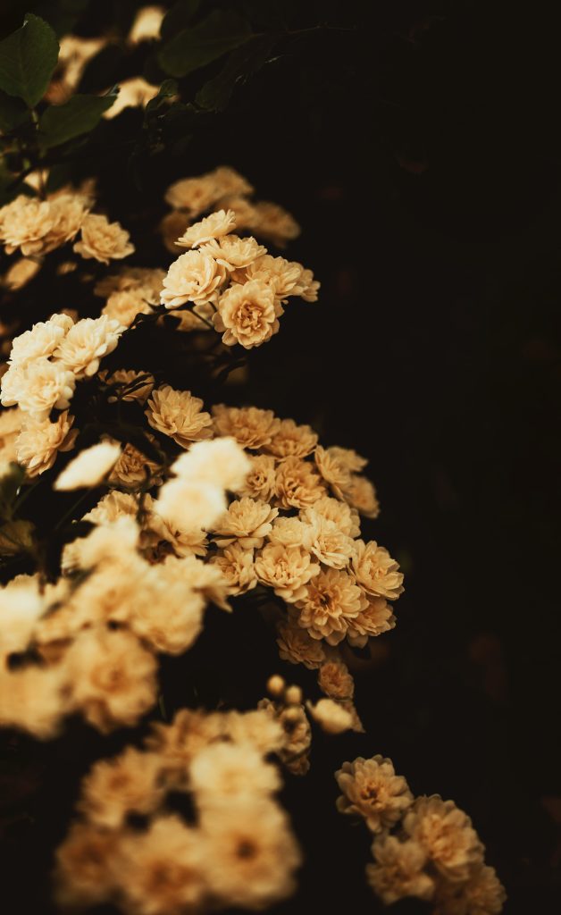 Le rosier de Banks: une plante grimpante qui fleurit au début du printemps à feuilles persistantes offrant des fleurs blanches ou jaunes en masse.