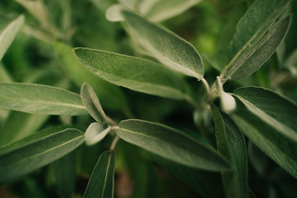 sauge officinale (Salvia officinalis) 1