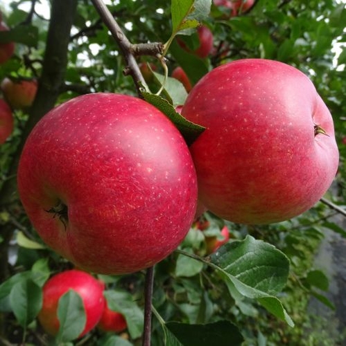 Pommier Santana varietes-de-pommes-tolerantes-a-la-tavelure