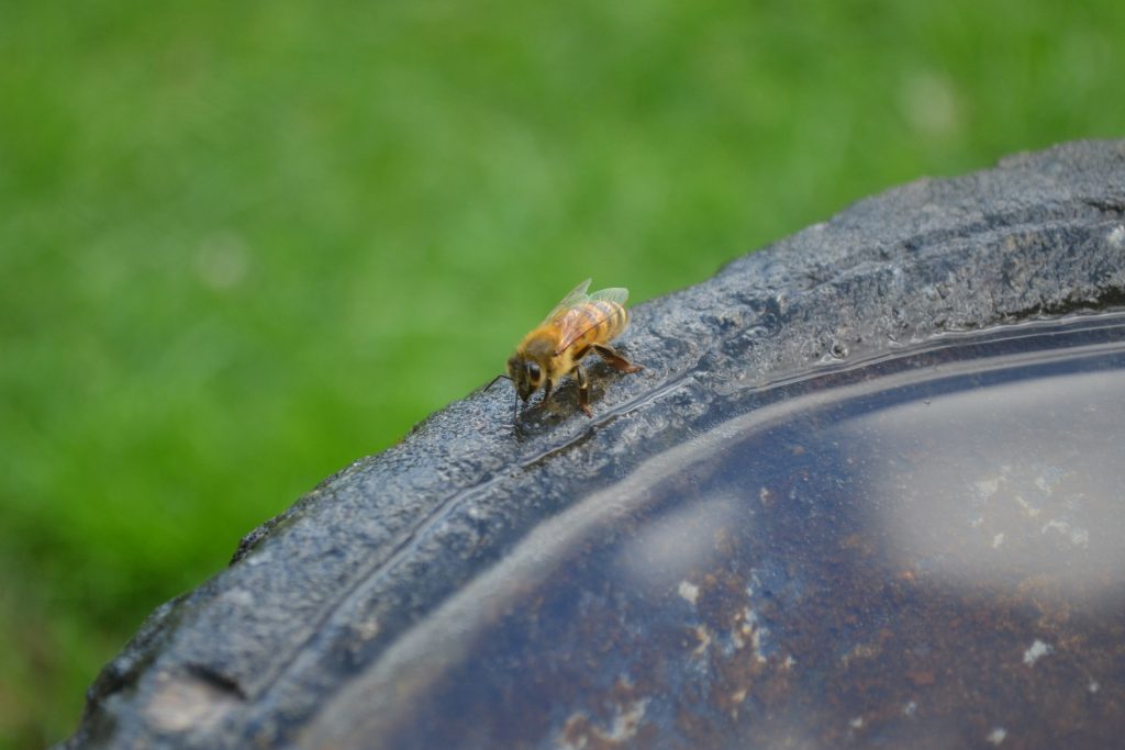 Prévoir des points d'eau pour les abeilles sauvages