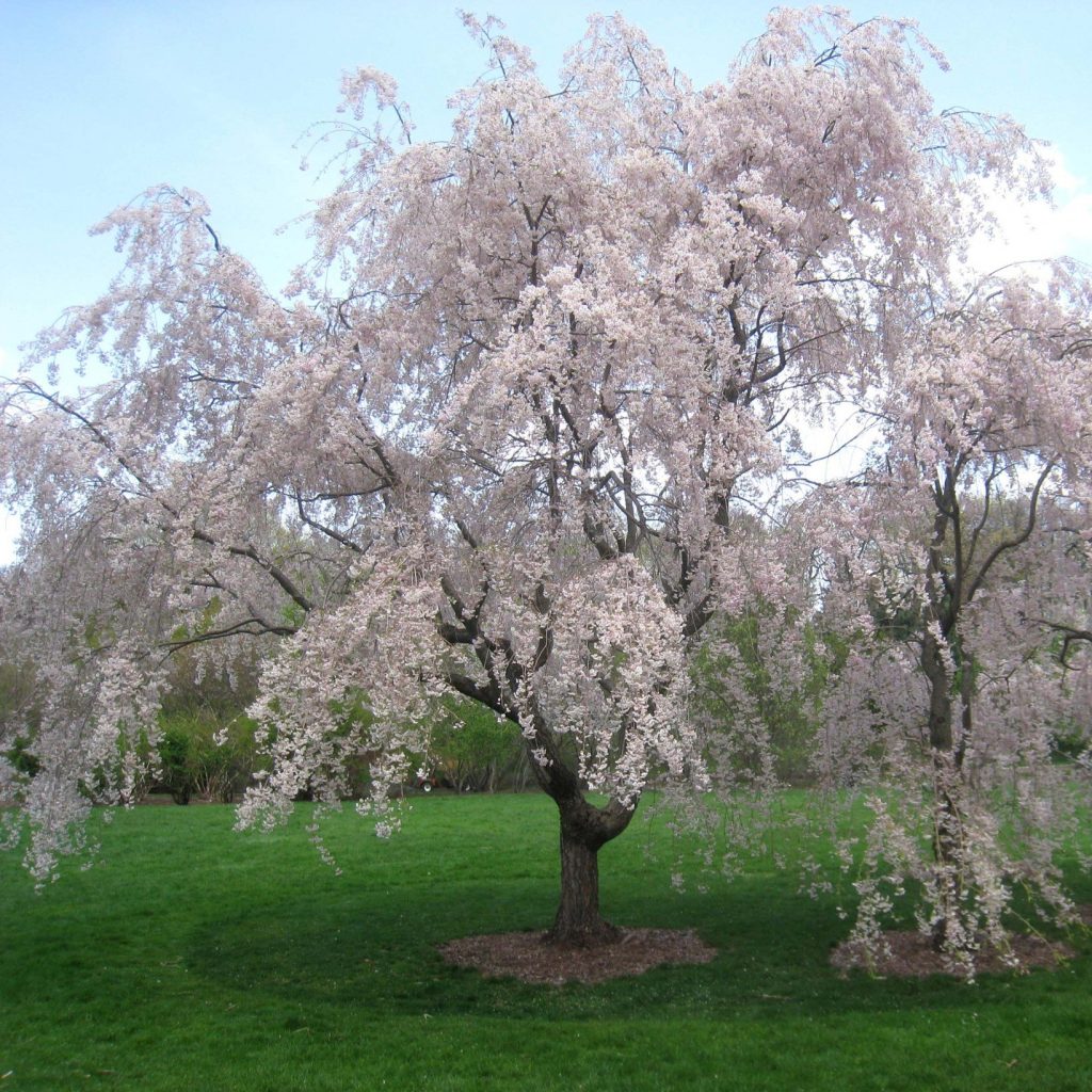 Prunus-x-subhirtella-Pendula-Rubra-7-arbres-a-port-pleureur-a-implanter-au-jardin