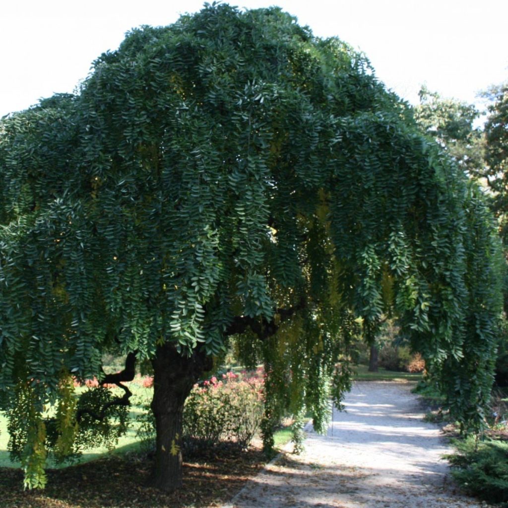 Sophora-japonica-Pendula--7-arbres-a-port-pleureur-a-implanter-au-jardin