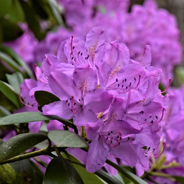 acheter-planter-et-entretenir-ses-rhododendrons
