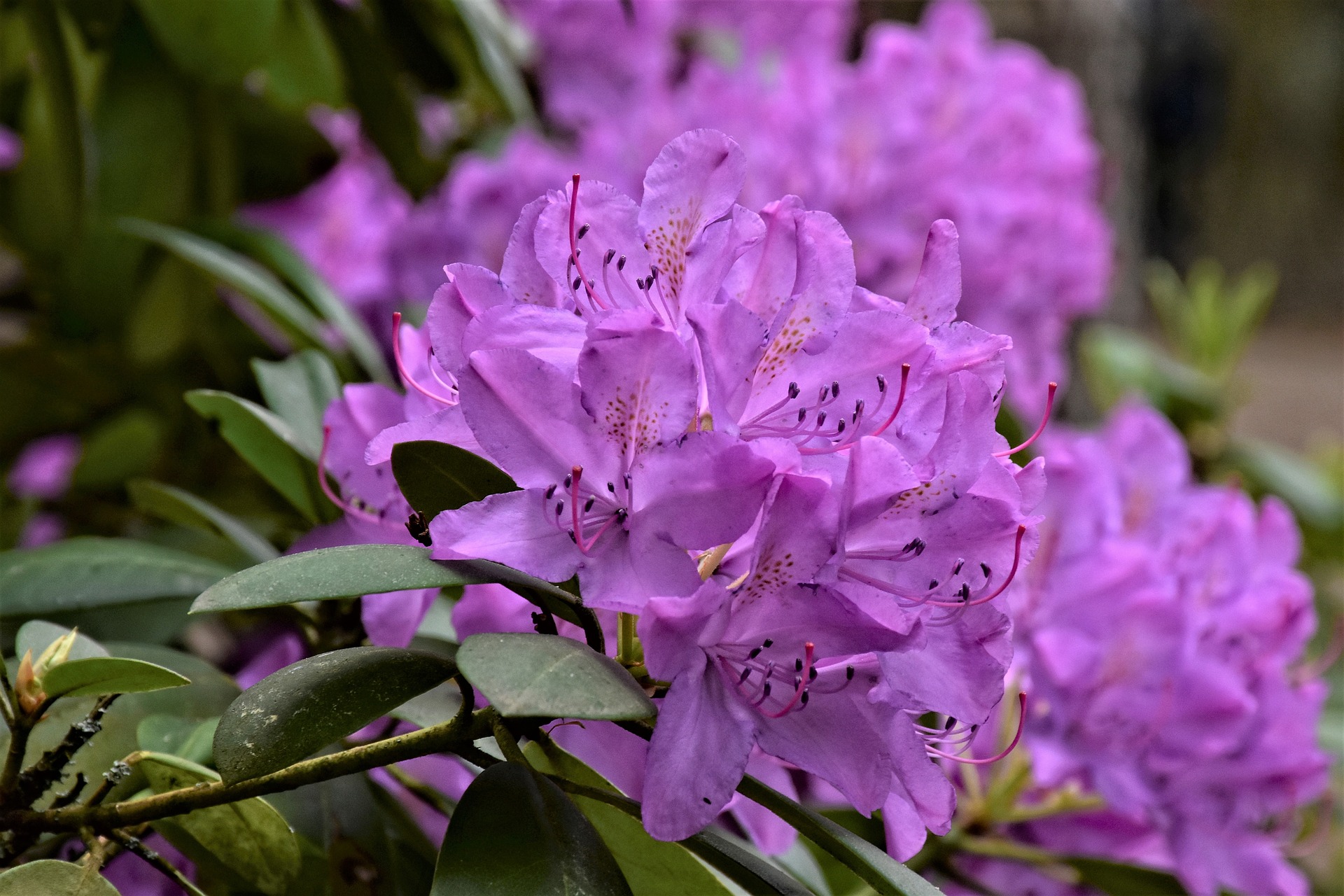 acheter-planter-et-entretenir-ses-rhododendrons