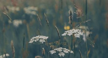Adapter nos jardins aux sécheresses et canicules