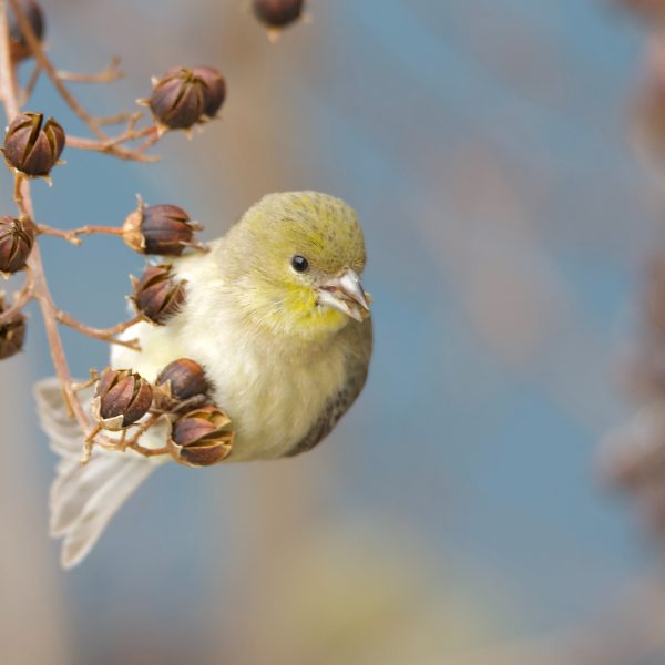 arbustes-a-planter-pour-nourrir-les-oiseaux-en-hiver