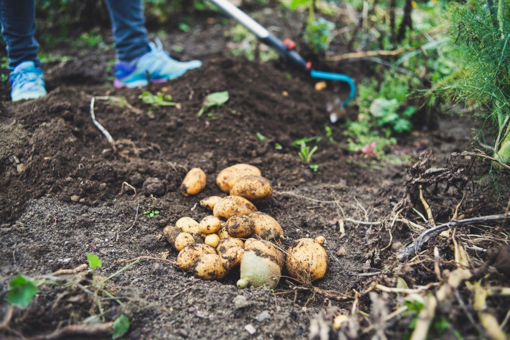 biocontrole-cultiver-ses-pommes-de-terre-1