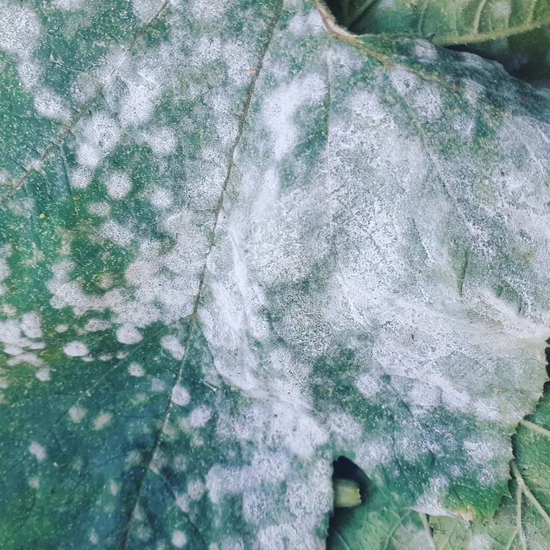 Courgettes & oïdium causes et traitements Jardin au Naturel — free download