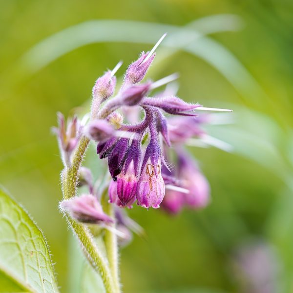 cultiver-la-consoude-dans-le-jardin