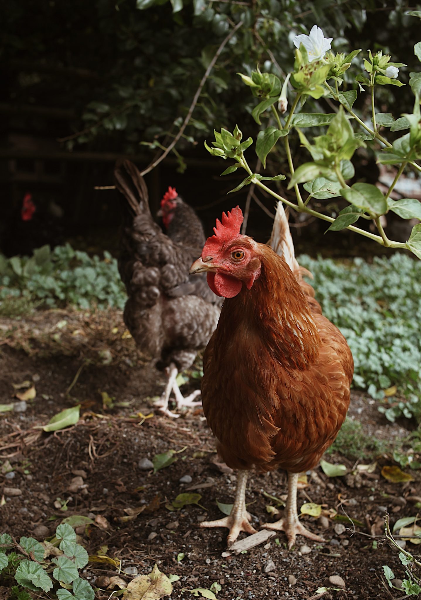 Des Poules Dans Un Jardin For T La Symbiose Parfaite Jardin Au Naturel