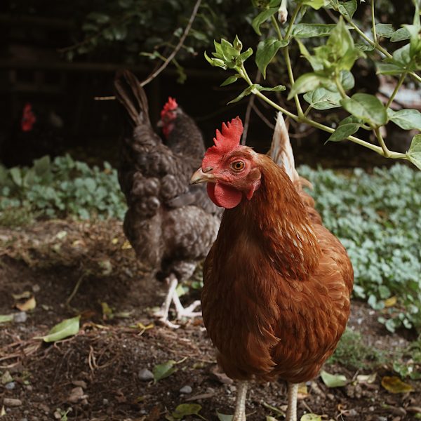 des-poules-dans-un-jardin-foret-la-symbiose-parfaite