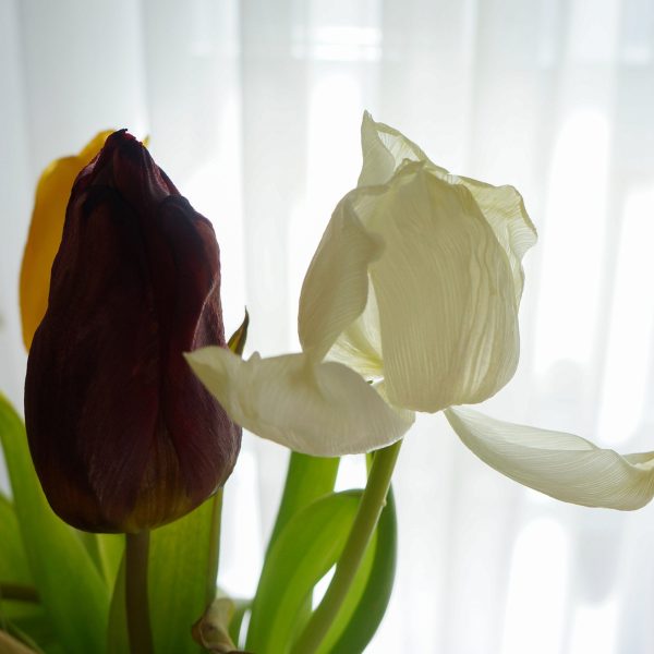 fleurs-coupees-prolonger-leur-duree-de-vie