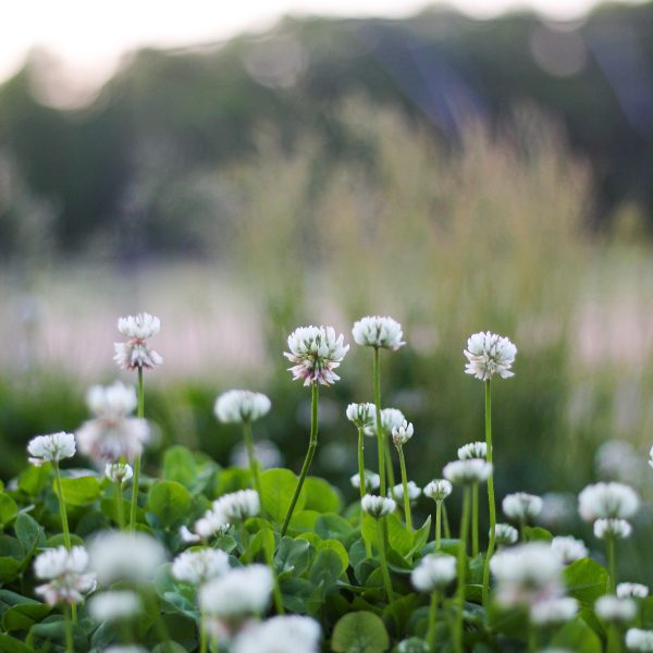 fleurs-melliferes-benefices-et-plantation