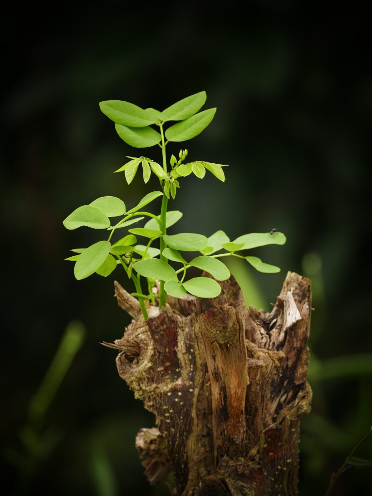 Garder le bois mort dans votre jardin : les avantages