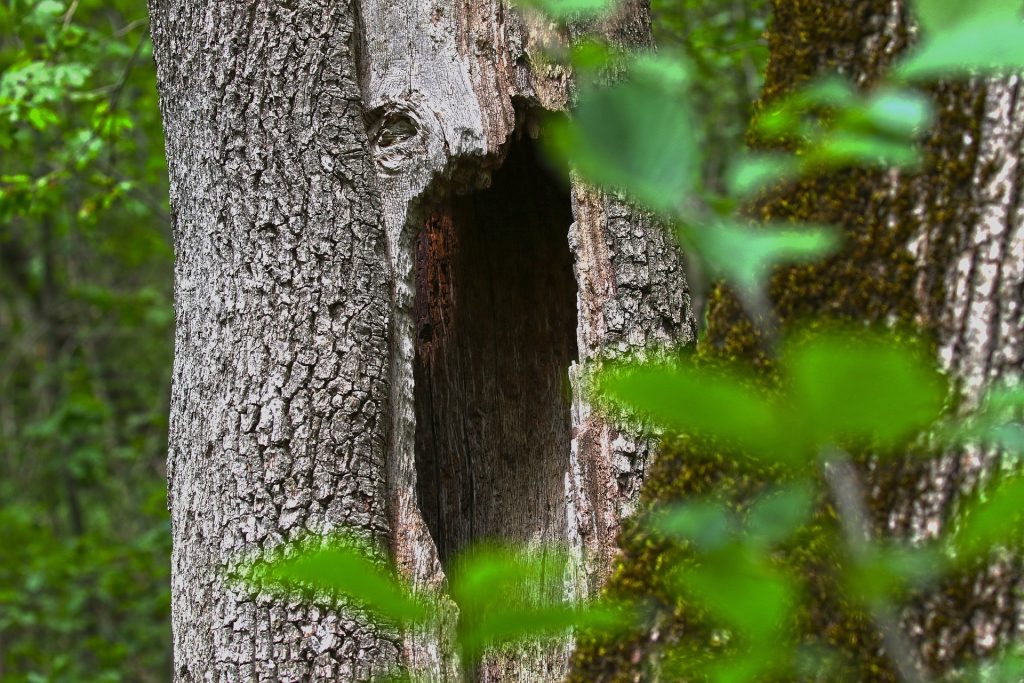 Garder le bois mort pour créer un habitat pour la faune
