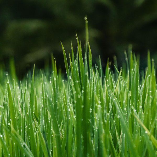 gazon-kikuyu-une-pelouse-resistante-a-la-secheresse