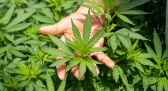 Le chanvre: une plante polyvalente