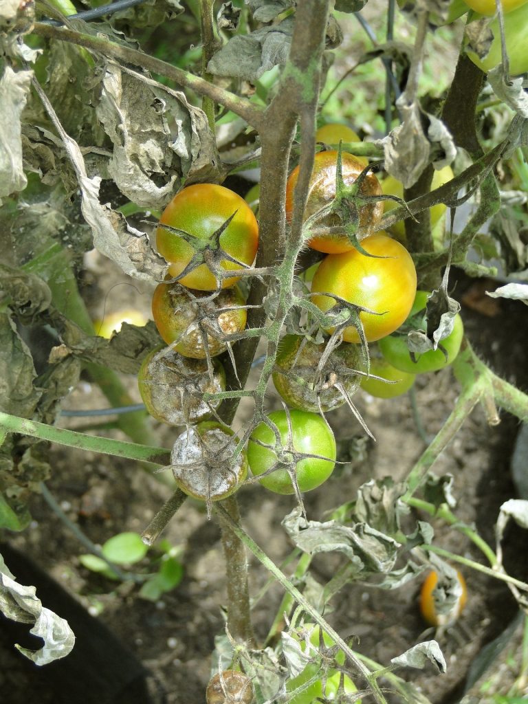 Que faire si le mildiou attaque mes tomates ?