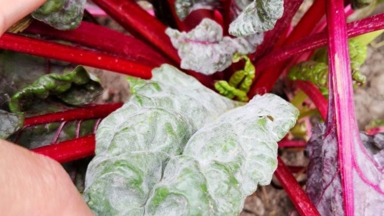 Qu'est-ce que la bouillie bordelaise ? Comment l'utiliser au jardin ?